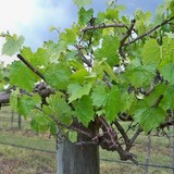 Cypress Bend Vineyards - Other in Wagram