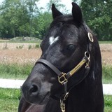 Blue Ridge Welsh Pony Farm, LLC - Other in Fletcher