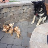 Superior Pest Management - Pest Control in Charlotte