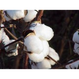 Cottonman - Other in Edenton
