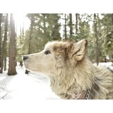 Denmark Nicole DVM - Veterinarians/Vets in Greenville