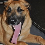 The Dog Knowledge - Pet/Animal Training in Charlotte