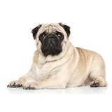 Pug Rescue Of North Carol - Other in Summerfield