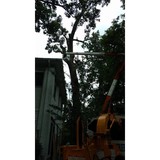 Pegram Tree Service - Other in Asheboro