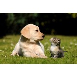 Spay Today - Veterinarians/Vets in Greenville