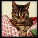 Cat Hospital-Durham & Chapel - Animal Hospitals in Durham