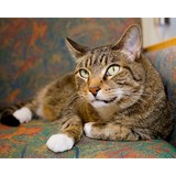 Fetchfield Animal Hospital And Dental Center - Animal Hospitals in Greensboro