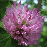 Trinity Healing Arts LLC - Other in Brevard