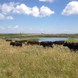 Dakota Global Livestock Solutions Llp - Business Consulting in Fargo