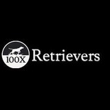 100x Retrievers - Other in Zeeland
