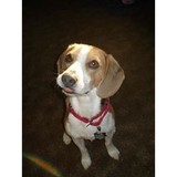 Canine Concierge - Pet Services in Fargo
