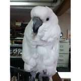 T's Pet Sitting Service - Pet Stores in Omaha