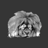 Sleepy Lion Corporation - Software Development in Lincoln