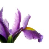 Kinghorn Gardens - Landscape Architects in Omaha