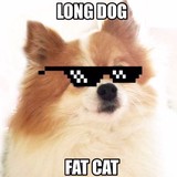 Long Dog Fat Cat - Pet Stores in Omaha