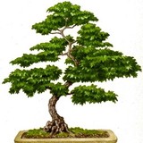 Rex Olson - Landscaping in Omaha