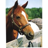 Mystical Stables - Other in Raymond