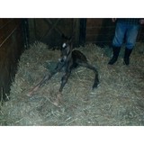 Kathleen A Hickerson - Other in Brookline