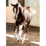 Fairway Horse Transport - Other in Hampton Falls