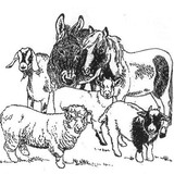 Personal Ponies Ltd - Other in Charlestown