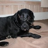 Davis Dog Training - Other in Laconia