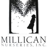 Millican Wholesale Nurseries - Other in Chichester