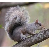 Heath's Wildlife Service - Pest Control in Barrington