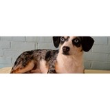 Doggie Bag & Day Spa - Pet Services in Milford