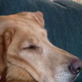 Anitech Dog Training - Pet Services in Salem