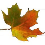 Storace Anthony M DDS - Dentists in Nashua