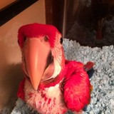 Fancy Feathers - Pet Stores in Caldwell
