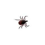 Regal Pest Mangemnt Inc - Pest Control in Edgewater