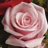 Washington Florist Inc - Florists in Newark