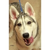 Save US Pets Foundation - Other in Watchung