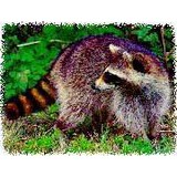 Krb Pest Control - Pest Control in West Orange