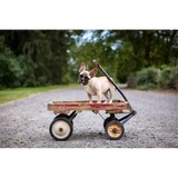 Good Doggy Photography - Other in Holmdel