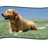 Hollywood Grooming - Pet Groomers in Clayton