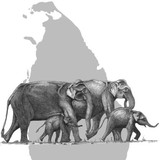 Sri Lanka Wildlife Conservation Society - Other in Nutley