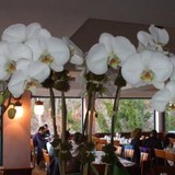 Les Orchides - Other in West New York