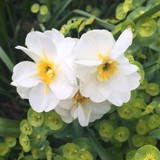 Reeves-Reed Arboretum - Other in Summit