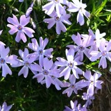 Skylands Association - Other in Ringwood