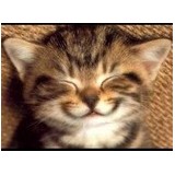 Ronni West's Happy-At-Home Cat Sitting - Other in Fair Lawn