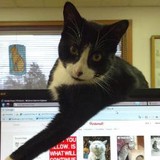 Washington Animal Hospital - Animal Hospitals in Washington