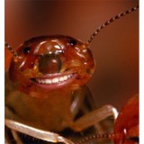 A-Academy Animal Control - Pest Control in Toms River