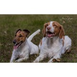 Angel's Tailwaggin - Other in Blairstown
