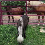 Rocking Horse Rehab - Other in West Orange
