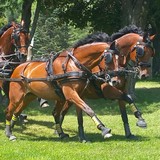 Top Brass Farm Inc - Other in Newton