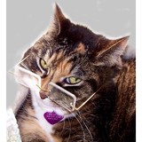 Somerset Regional Animal Shltr - Other in Bridgewater