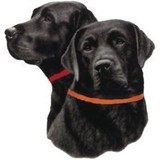 Onyx And Breezy Foundation - Other in Montvale
