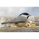 Wild Bird Country - Other in Metuchen